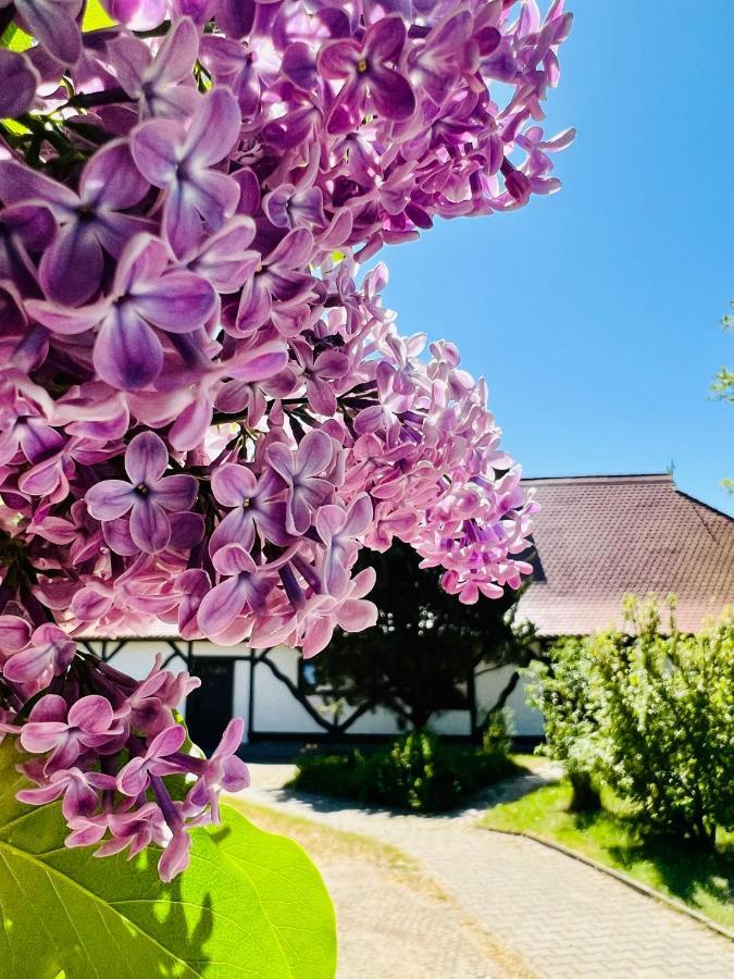 Ferienwohnung "Zur Rebe" ミデルハーゲン エクステリア 写真